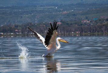 Fototapeta na wymiar Afrykańskie ptaki Jeziora Naivasha Kenia