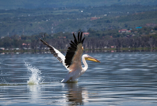 Fototapeta Afrykańskie ptaki Jeziora Naivasha Kenia