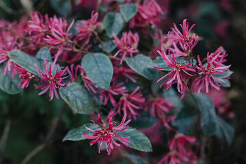 Beautiful pink flowers of Chinese fringe-bush (Loropetalum chinense) in a spring garden.