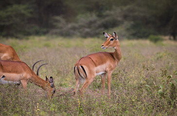 Stado antylop na sawannie Masai Mara Kenia