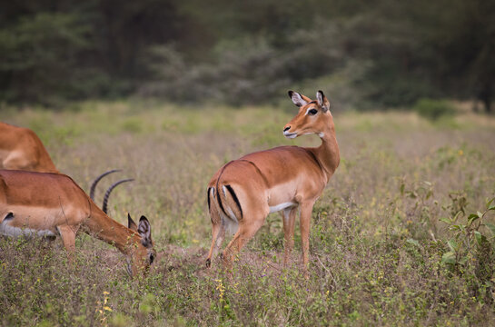 Fototapeta Stado antylop na sawannie Masai Mara Kenia