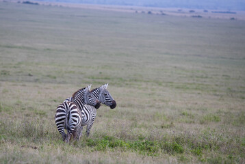 Stado zebra na afrykańskiej sawannie - obrazy, fototapety, plakaty