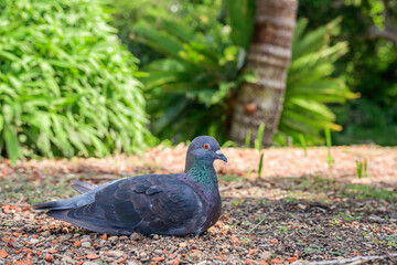 Rock dove (Columba livia) medium-sized bird, animal sits on the ground in a city park and rests in the shade.