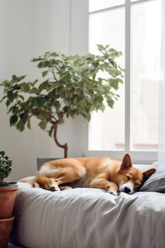 red domestic dog sleeps in bed