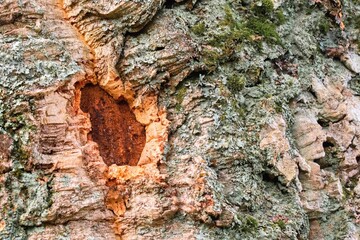 Detail of cork oak tree bark. (Quercus suber)