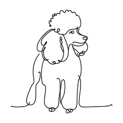 A poodle in a line drawing style