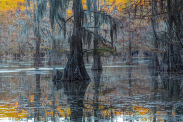 Bayou Cypress Swamp