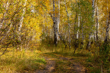 many Birches in Forest. Birch tree forest