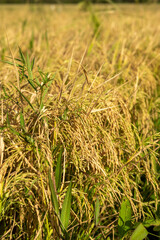 Rice field  in Chiriqui, Panama- stock photo