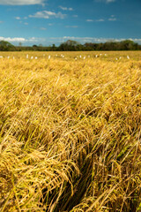Rice field  in Chiriqui, Panama- stock photo