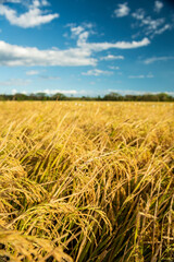 Rice field  in Chiriqui, Panama- stock photo