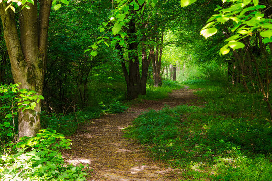 trail winding through the beech forest in spring. path in the shade of trees. light in the end of a green tunnel. explore the unknown peaceful nature scenery