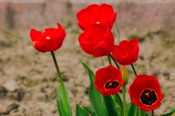 Obraz premium bunch of red tulip flowers in the garden. beautiful nature background in spring