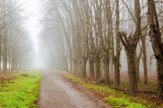 gravel path in the park. leafless trees in fog. snowless winter weather due to climate change