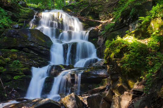 lush waterfall shypit of carpathian mountains in summer. green nature scenery in morning light. popular travel destination of ukraine © Pellinni