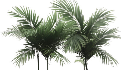 palm tree isolated on white - obrazy, fototapety, plakaty