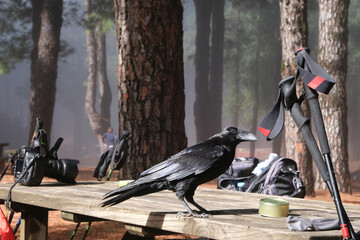 Wise black Canary crow or Raven bird, not afraid of people is sitting on table in recreation area...