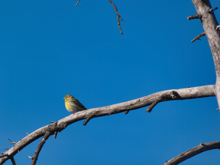 bird, bunting, emberiza citrinella, sky, branch, blue, animal, f