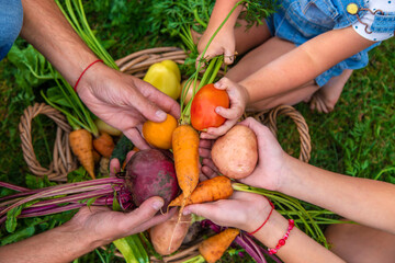 A family harvests vegetables in the garden. Selective focus.