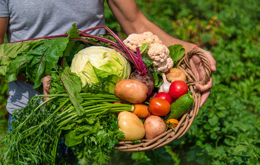A man farmer harvests vegetables in the garden. Selective focus.