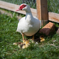 Muscovy duck female with litlle ducklings in permaculure garden