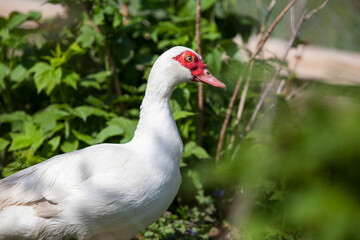 Muscovy duck female in permaculture garden