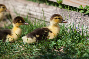 Ducklings of Muscovy Duck in spring garden