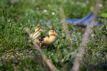 Ducklings of Muscovy Duck in spring garden