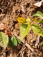 leaves on the ground