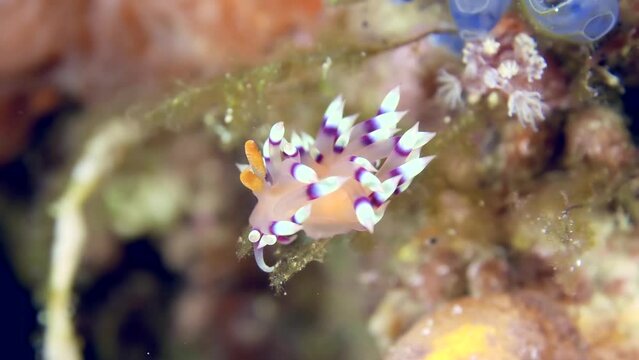 A colorful sea slug underwater. A close-up of beautiful nudibranch Desirable Flabellina (Flabellina exoptata) crawling at the bottom of the sea.