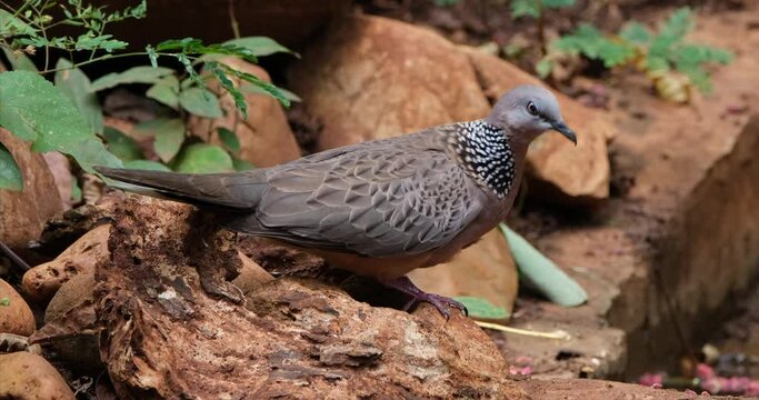 Camera zooms in while this bird looks around ready to take a bath, Spotted Dove or Eastern Spotted Dove Spilopelia chinensis, Thailand