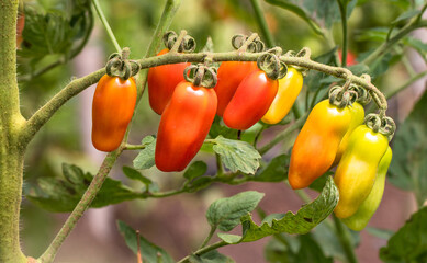 Green and ripe cherry tomatoes.