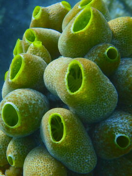 close-up of sea squirts, Atrium robustum, Maldives