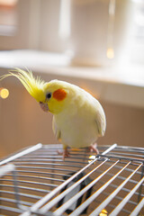 Yellow cockatiel parrot.Cute cockatiel.Home pet parrot.The best cockatiel.Beautiful photo of a...