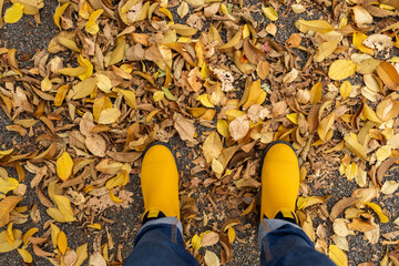 Yellow boots crunch in dry autumn leaves fallen on ground