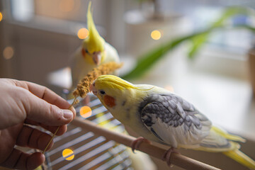 Parrots are sitting on a cage.Cute cockatiels.Cockatiel parrots pets.Parrots are playing. Caring for pets.Two parrots.Smart bird.Bird with a crest.Cute animal.Funny bird.Parrot looks.Cockatiel.Pet. © Daria