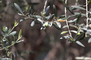 olive tree branch