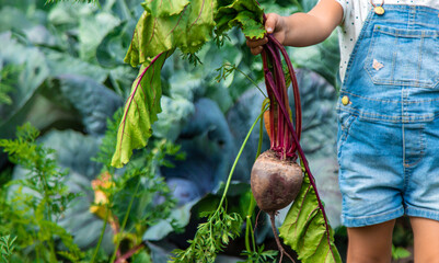 A child harvests carrots and beets in the garden. Selective focus.