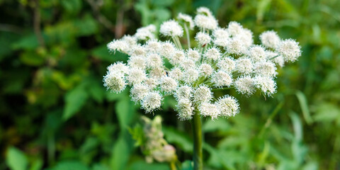 Close-up of white wildflowers against a background of lush green foliage. Panoramic banner with copy space, greeting card for birthday, for Women's day, 8 March