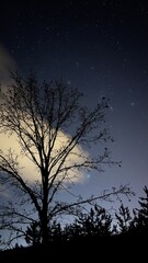 silhouette of a tree