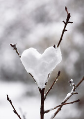 Snowball in the shape of a heart hanging in a tree in the winter garden. Valentine day, love or romantic concept. Copy space.