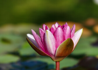 Beautiful white, purple waterlily, lotus flower with green leaves growing out in a lily pond. Gardening concepts (Nymphaeaceae) Copy space.
