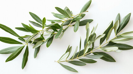 Olive branch on a white background. Top view. Flat lay .