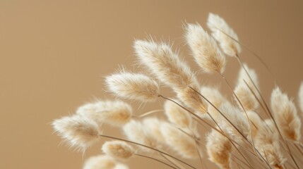 Dried fluffy rabbit tail grass on a beige background - obrazy, fototapety, plakaty
