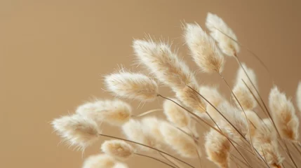 Foto op Canvas Dried fluffy rabbit tail grass on a beige background © ORG