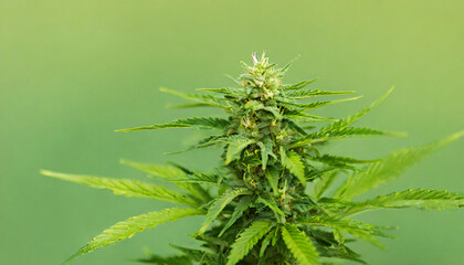 marijuana bud, medical cannabis, 420 concept