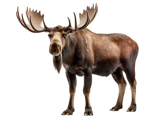 Moose, isolated on a transparent or white background