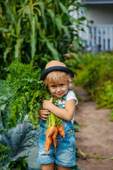A child harvests carrots and beets in the garden. Selective focus.