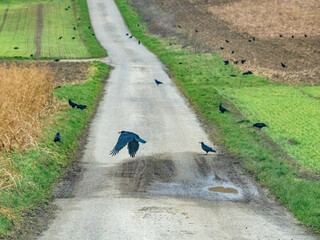 Krähen suchen Futter auf einem Feld im Winter