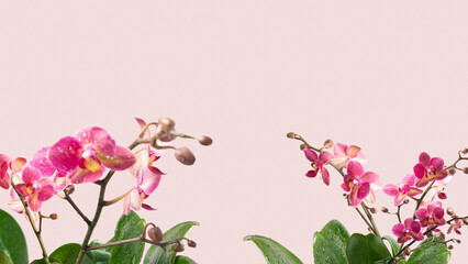 Several plants with orchid flowers and pink backdrop